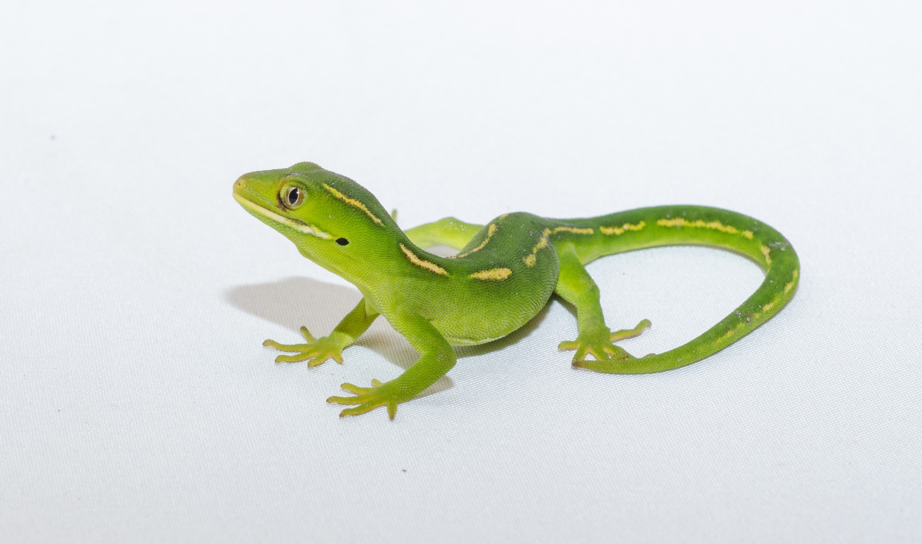 DSC_2775 – auckland, green, gecko, naultinus, elegans, elegans, home, lizard, irene, reptiles, amphibians, rare, cold, blood, new, new zealand, zealand, nz, northland, kaiatea road